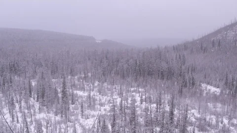 High flight above frozen forest on north 動画素材 123767118