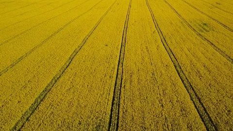 High flight and takeoff above blooming yellow rapeseed field at sunny day. Video stock 76399683