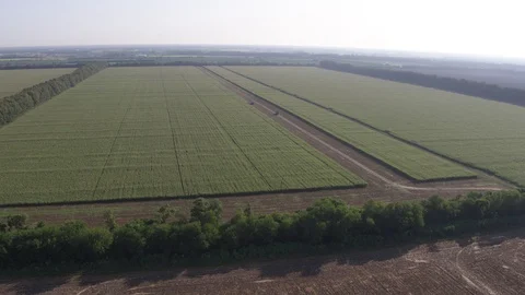 High flight over corn field Stock-Footage 123774104