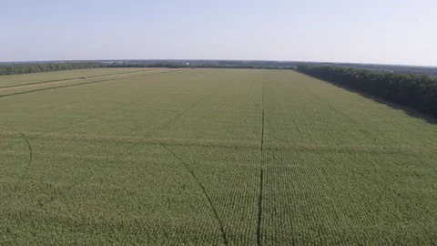 High flight over corn field 2 Видео 123777220