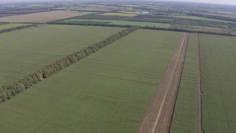 High flight over corn field and forest Stock-Footage 123777711