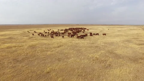 A high flight over the cows grazing in the meadow Stock Footage 153031285