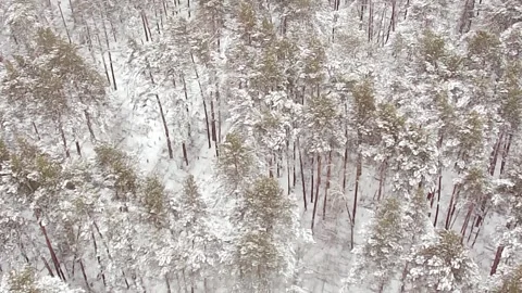 A high flight over a snow-covered coniferous forest on a cloudy winter Stock Footage 261637638