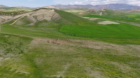 High Flight Over Wildflowers Toward Grazing Sheep and Shepherd Stock-Footage 340880023
