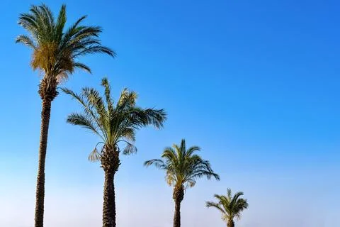 High fluffy palm trees Stock Photos