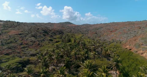 High Fly over large amount of palm trees in the middle of the nature. Stock-Footage 185813180