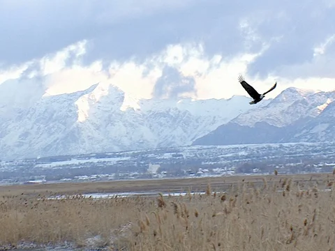 High Flying Bald Eagle Circles Over Marsh, audio of eagle calls Stock Footage 124509954