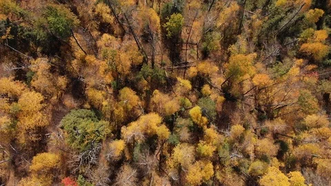 High flying drone looking straight down onto a colorful forest Stock Footage 116732498