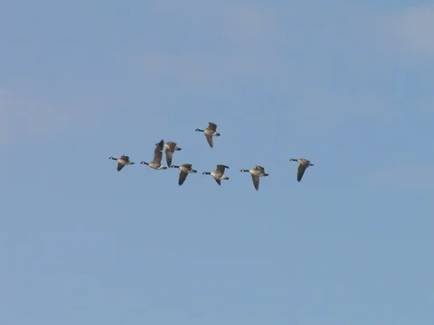High Flying Flock of Canada Geese Against Partly Sunny Skies, w audio Stock Footage 125116752