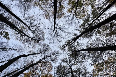 In the high forest Stock Photos