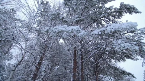 High forest trees bear the snow cover and decorate with it. View from below Stock Footage 74990784