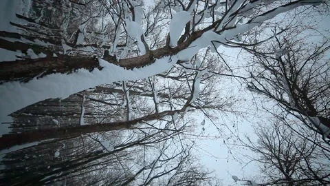 High Forest Trees Bear The Snow. View From Below Video stock 87988964