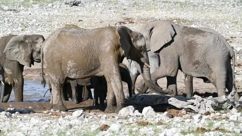 High-fps: adults begin to move out; calves follow — Part 7 스톡 동영상 320803456