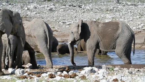 High-fps: calves visible bathing behind front-line adults — Part 3 스톡 동영상 320803493