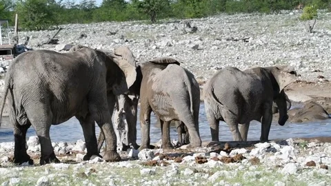 High-fps: elephant herd rear view at waterhole; reflections ahead — Part 1 Stock Footage 320803473