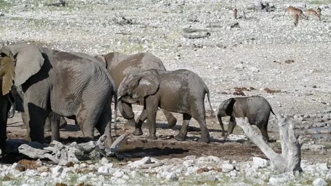 High-fps: herd continues leftward movement — Part 9 (Closer) 库存影片 320803469