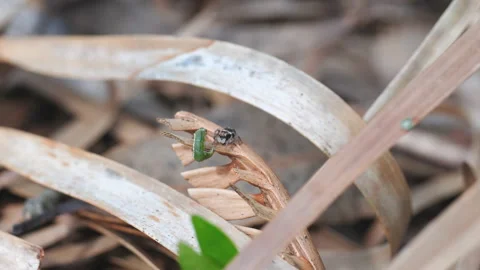 High frame clip of a caterpillar defending itself from a spider Stock Footage 140000739