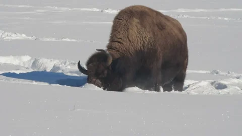 High frame rate clip of a bison shoveling snow with its head at yellowstone Stock-Footage 137083920