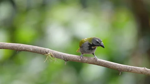 High frame rate clip of a black-headed saltator perching on a branch Stock Footage 200936000