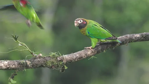 High frame rate clip of brown-hooded parrots perching on a branch during rain Stock Footage 200691448