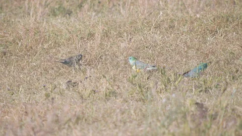 High frame rate clip of a flock of red-rumped parrots feeding on the ground 스톡 동영상 153828819