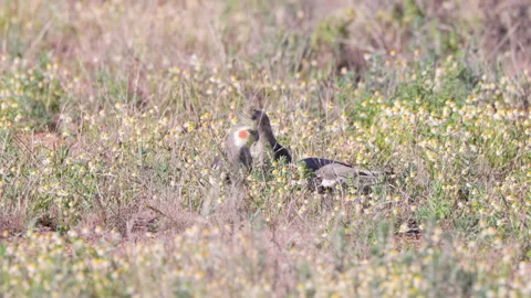 High frame rate clip of a flock of cockatiels foraging Stock Footage 241885158
