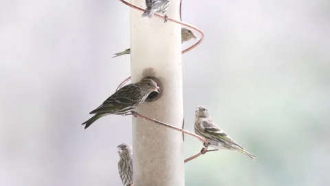High frame rate clip of a flock of pine siskin birds eating from a feeder Stock Footage 276820848