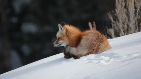 High frame rate clip of a red fox looking then resting on snow Stock Footage