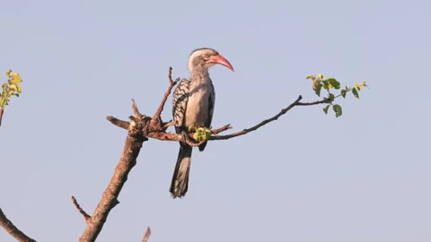 High frame rate clip of a red-billed hornbill perching in a tree at kruger Stock Footage 287916596