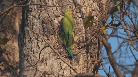 A high frame rate clip an rose-ringed parakeet in a tree at agra 库存影片 138492380