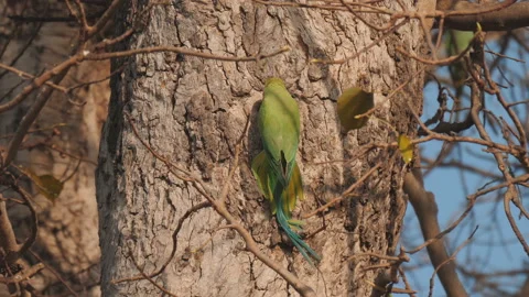 A high frame rate clip a rose-ringed parakeet entering a nest Stock Footage 138876959