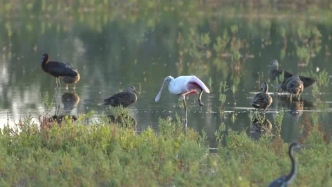 High frame rate clip of a roseate spoonbill stretching its leg Stock Footage 217456402