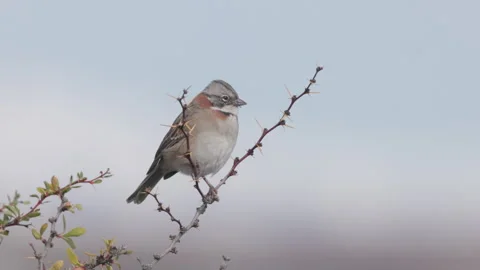 High frame rate clip of a rufous-collared sparrow perching on a branch Stock Footage 302223991