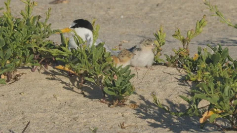 High frame rate clip of two little tern chicks resting with a parent Stock Footage 152375081