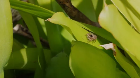 High frame rate clip of a white banded house jumper turning away from the camera Stock Footage 137091942