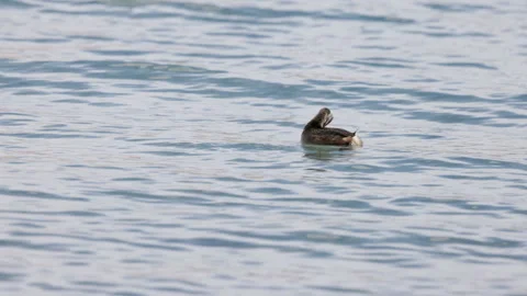 High frame rate clip of a white-tufted grebe preening its feathers Stock Footage 294503758