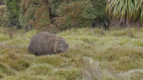 High frame rate clip of a wombat feeding at cradle mt Vidéo 171597433