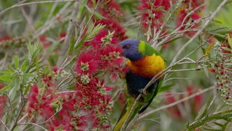 High frame rate close up front view of a rainbow lorikeet feeding Stock Footage 165144695