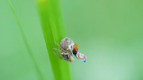 High frame rate close up shot of two maratus splendens spiders mating Stock Footage 142346920