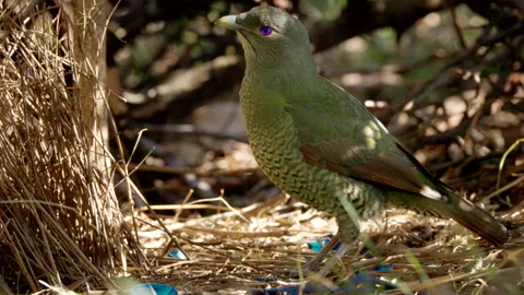 High frame rate close view of a female satin bowerbird bower at a bower Video stock 161786131