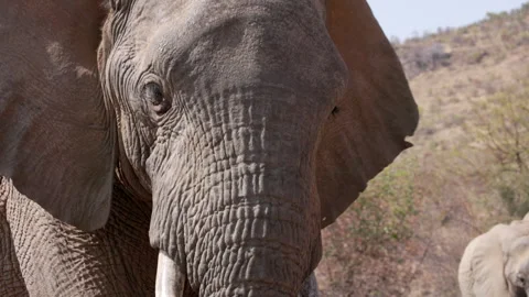 High frame rate extreme close up of an elephant herd approaching Stock Footage 290179630