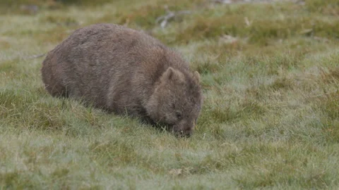 High frame rate front view of a common wombat grazing at cradle mt Stock Footage 172294334