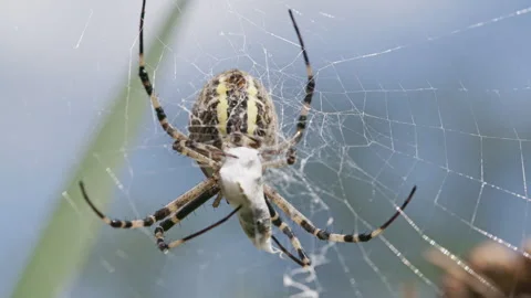 High frame rate macro of wasp spider with wrapped prey Stock Footage 344533672