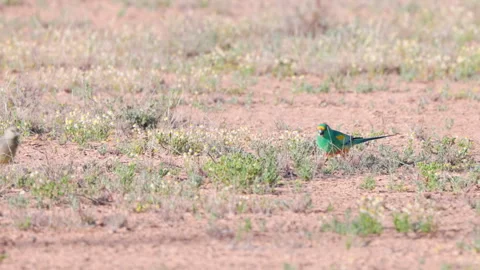 High frame rate shot of a mulga parrot pair foraging on the ground Stock Footage 242075207
