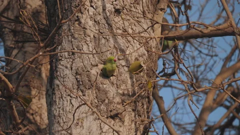 High frame rate shot of a rose ringed parakeet leaving its nest hole in a tree 스톡 동영상 138987679
