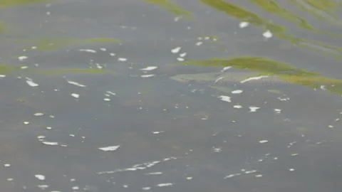 High frame rate side view of a brown trout feeding on the surface of a river Stock Footage 171481190