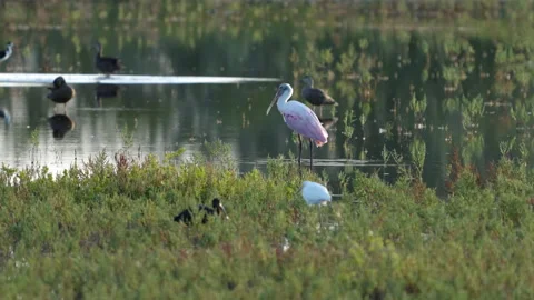 High frame rate sunset clip of a roseate spoonbill and other water birds at a po Stock Footage 220329439