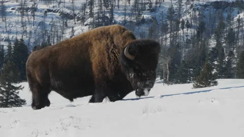 High frame rate tracking clip of a bison walking in snow at yellowstone Stock Footage 137491922