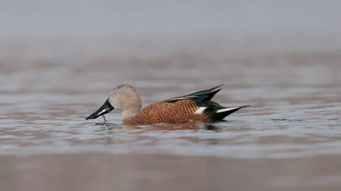 High frame rate tracking clip of a male red shoveler duck diving and feeding Stock Footage 307160084