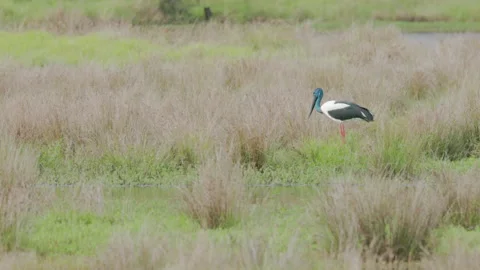 High frame rate tracking shot of a black-necked stork walking at a wetland Stock Footage 188669560